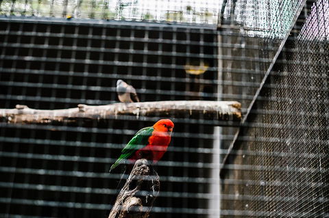 All-Inclusive Blue Mountains Day Trip With River Cruise - Palm Beach Accommodation 17