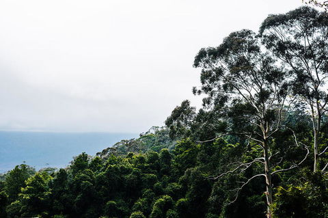 All-Inclusive Blue Mountains Day Trip With River Cruise - Palm Beach Accommodation 18