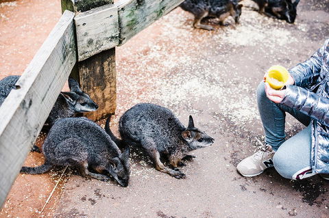 All-Inclusive Blue Mountains Day Trip With River Cruise - Palm Beach Accommodation 15