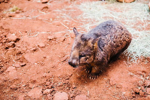 All-Inclusive Blue Mountains Day Trip With River Cruise - Palm Beach Accommodation 16