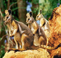 Sydney Harbour Hop On Hop Off Cruise with Taronga Zoo entry - Palm Beach Accommodation