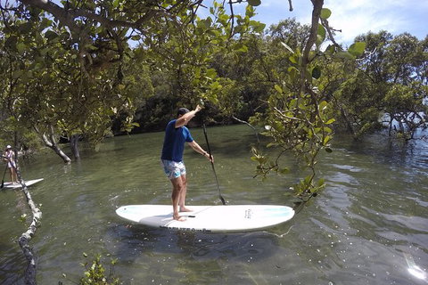 Basin Stand Up Paddle Boarding (SUP) Safari - Palm Beach Accommodation 2