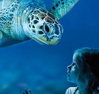 Sydney Shore Excursion SEA LIFE Sydney Aquarium Entrance Ticket - Palm Beach Accommodation