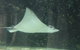 Sydney Pass: SEA LIFE Aquarium, Sydney Tower Eye, WILD LIFE Sydney, Sydney Harbour Cruise, And Madame Tussauds - thumb 19