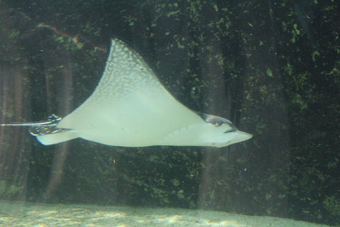 Sydney Pass: SEA LIFE Aquarium, Sydney Tower Eye, WILD LIFE Sydney, Sydney Harbour Cruise, And Madame Tussauds - Palm Beach Accommodation 19