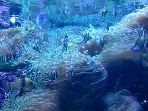 Sydney Pass: SEA LIFE Aquarium, Sydney Tower Eye, WILD LIFE Sydney, Sydney Harbour Cruise, And Madame Tussauds - Palm Beach Accommodation 14