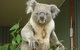 Sydney Pass: SEA LIFE Aquarium, Sydney Tower Eye, WILD LIFE Sydney, Sydney Harbour Cruise, And Madame Tussauds - thumb 24
