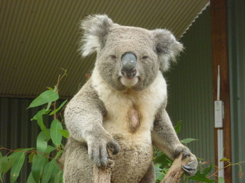 Sydney Pass: SEA LIFE Aquarium, Sydney Tower Eye, WILD LIFE Sydney, Sydney Harbour Cruise, And Madame Tussauds - Palm Beach Accommodation 24