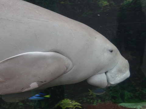Sydney Pass: SEA LIFE Aquarium, Sydney Tower Eye, WILD LIFE Sydney, Sydney Harbour Cruise, And Madame Tussauds - Palm Beach Accommodation 10