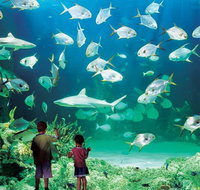 Sydney Pass SEA LIFE Aquarium Sydney Tower Eye WILD LIFE Sydney Sydney Harbour Cruise and Madame Tussauds - Palm Beach Accommodation