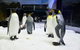 Sydney Pass: SEA LIFE Aquarium, Sydney Tower Eye, WILD LIFE Sydney, Sydney Harbour Cruise, And Madame Tussauds - thumb 1