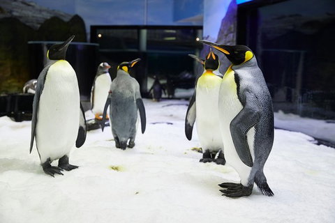 Sydney Pass: SEA LIFE Aquarium, Sydney Tower Eye, WILD LIFE Sydney, Sydney Harbour Cruise, And Madame Tussauds - Palm Beach Accommodation 1