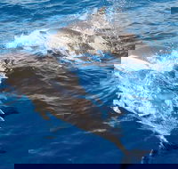 Port Stephens Day Tour From Sydney Including 4WD Sandboarding and Dolphins - Palm Beach Accommodation