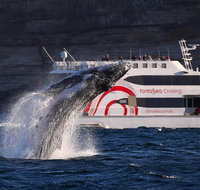 3 Hour Discovery Cruise Ultimate Whale Watching Experience - Palm Beach Accommodation