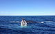 Private Whale Watching Tour Sydney - Luxury Yacht Up To 12 Guests - thumb 1