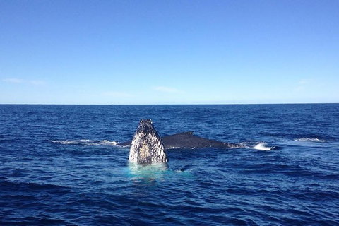 Private Whale Watching Tour Sydney - Luxury Yacht Up To 12 Guests - Palm Beach Accommodation 1