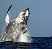 Sydney Whale-Watching Cruise Including Lunch or Breakfast - Palm Beach Accommodation