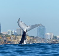 Small-Group Luxury Sydney Whale Watching Cruise - Palm Beach Accommodation