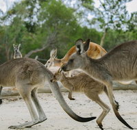 Visit Walkabout Wildlife Sanctuary - Palm Beach Accommodation