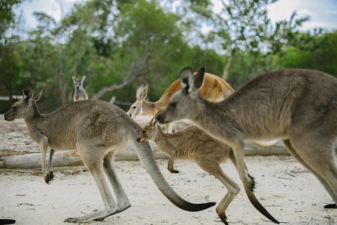 Visit Walkabout Wildlife Sanctuary - Palm Beach Accommodation 0