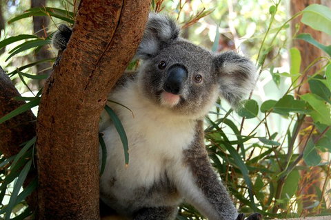 Visit Walkabout Wildlife Sanctuary - Palm Beach Accommodation 7