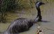 Visit Walkabout Wildlife Sanctuary - thumb 3