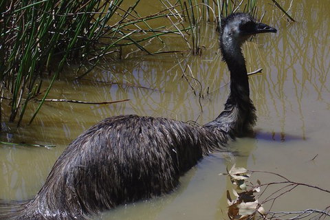 Visit Walkabout Wildlife Sanctuary - Palm Beach Accommodation 3