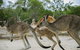 Visit Walkabout Wildlife Sanctuary - thumb 2