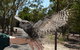 Visit Walkabout Wildlife Sanctuary - thumb 4