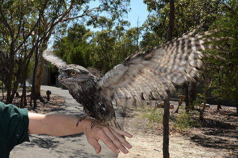 Visit Walkabout Wildlife Sanctuary - Palm Beach Accommodation 4