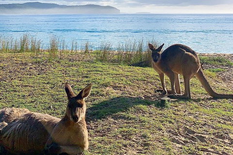 5 Day Murramarang Coast Journey From Sydney - Guided Hike With Villa Accom - Palm Beach Accommodation 6
