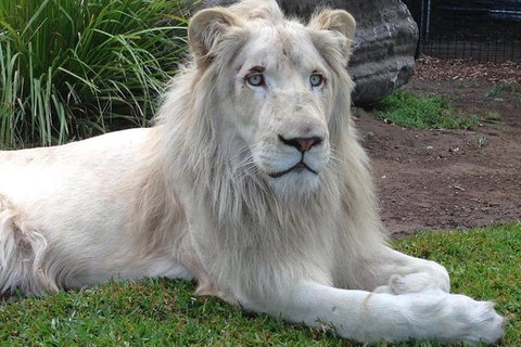 Private Shoalhaven Zoo Experience From Sydney - Palm Beach Accommodation 1