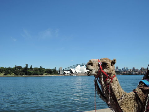 Opera On Sydney Harbour: La Traviata - Palm Beach Accommodation 11