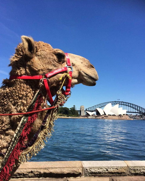 Opera On Sydney Harbour: La Traviata - Palm Beach Accommodation 10