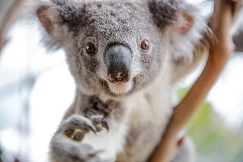 Sydney Shore Excursion: WILD LIFE Sydney Entrance Ticket - Palm Beach Accommodation 1