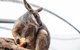 Sydney Shore Excursion: WILD LIFE Sydney Entrance Ticket - thumb 0