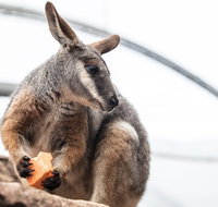 Sydney Shore Excursion WILD LIFE Sydney Entrance Ticket - Palm Beach Accommodation