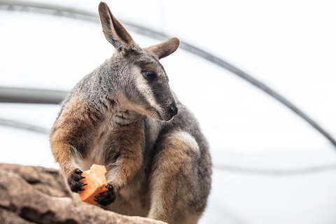Sydney Shore Excursion: WILD LIFE Sydney Entrance Ticket - Palm Beach Accommodation 0
