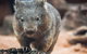 Sydney Shore Excursion: WILD LIFE Sydney Entrance Ticket - thumb 6