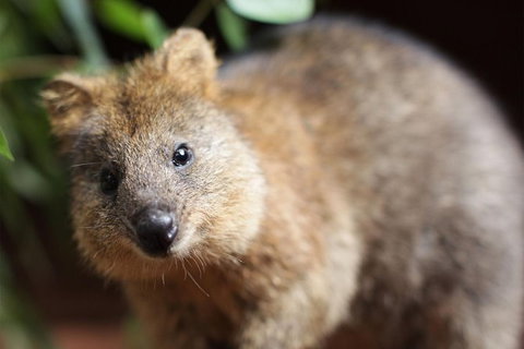 Sydney Shore Excursion: WILD LIFE Sydney Entrance Ticket - Palm Beach Accommodation 7