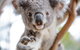 Sydney Shore Excursion: WILD LIFE Sydney Entrance Ticket - thumb 3