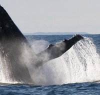 Sydney Eco Whale Watching Small Group Cruise - Palm Beach Accommodation