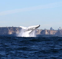 Sydney Harbour Ferry with Taronga Zoo Entry ticket and Whale Watching Cruise - Palm Beach Accommodation