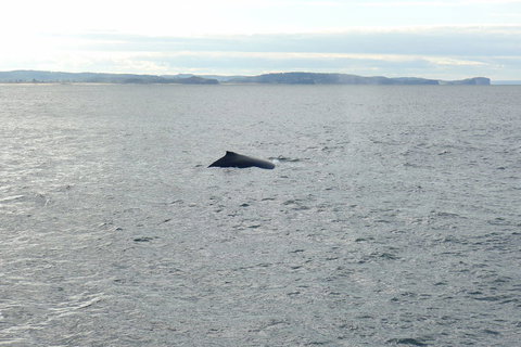 Sydney Whale-Watching Cruise - Palm Beach Accommodation 3