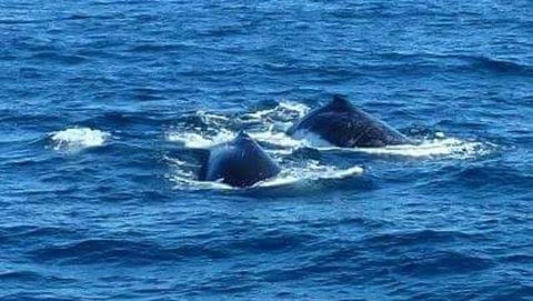 Sydney Whale-Watching Cruise - Palm Beach Accommodation 2