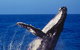 Sydney Whale-Watching Cruise - thumb 0