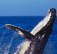 Sydney Whale-Watching Cruise - Palm Beach Accommodation
