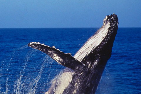 Sydney Whale-Watching Cruise - Palm Beach Accommodation 0