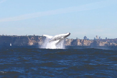 Sydney Whale-Watching Cruise - Palm Beach Accommodation 9
