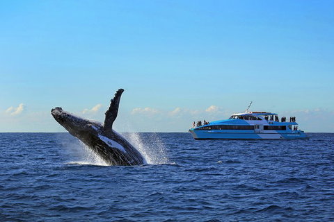 Sydney Whale-Watching Cruise - Palm Beach Accommodation 8